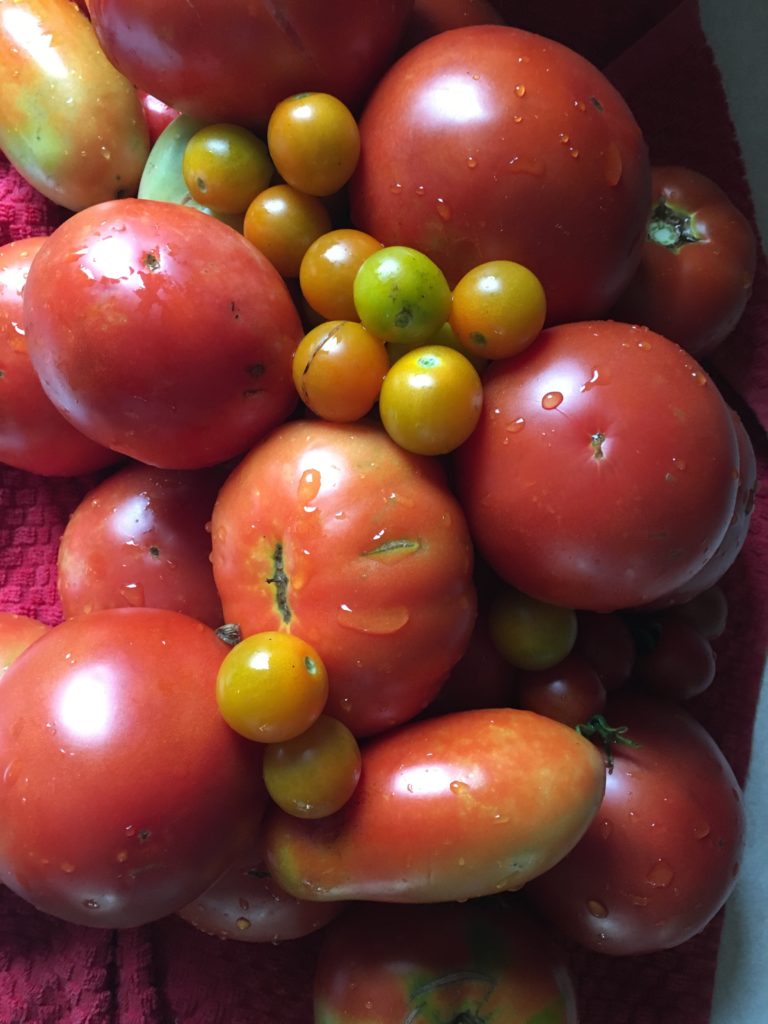 fresh salsa